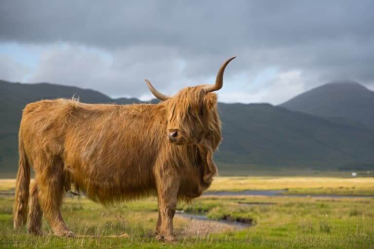 Highland cow on pasture - regenerative agriculture