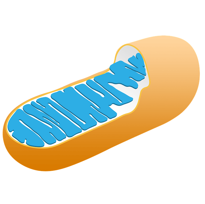 Mitochondrial dysfunction and toxins
