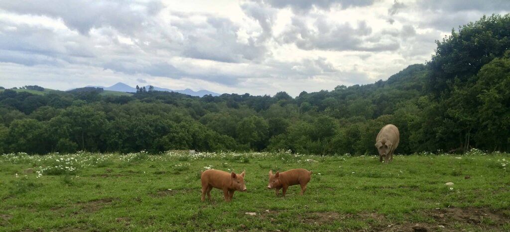 Pastured pigs Pheasants Hill near Belfast, UK where you can get pigs trotters and ears