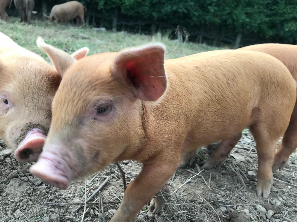 Happy outdoor, pastured pigs make happy, healthy pork rinds